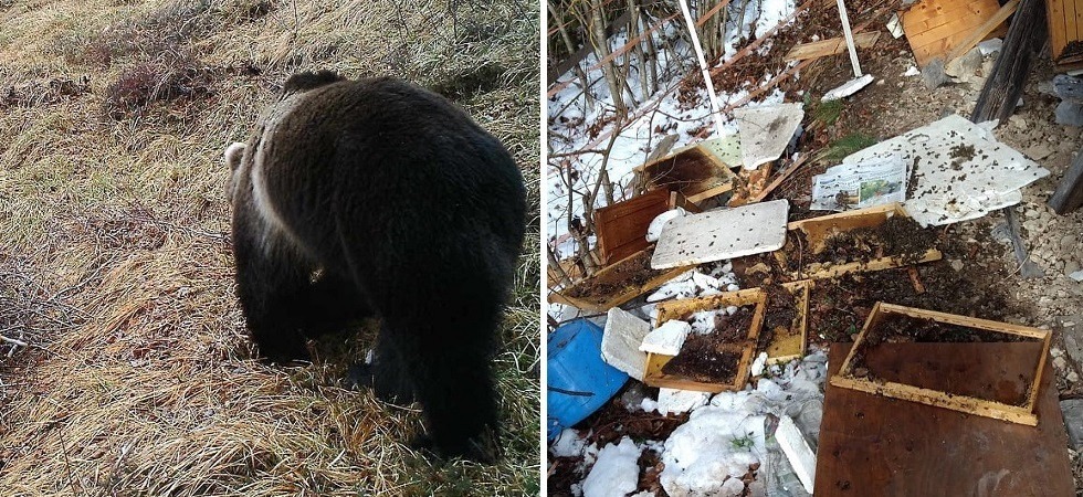L’orso si sveglia dal letargo e fa “colazione” con il miele